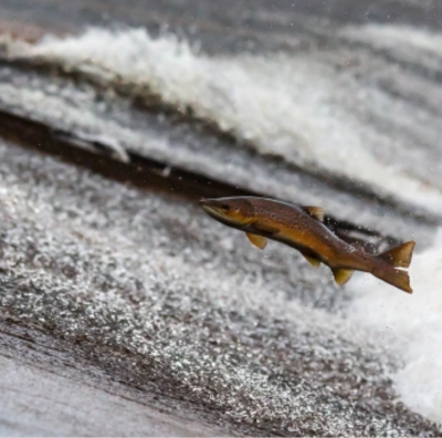 Opiniones nomadic closer